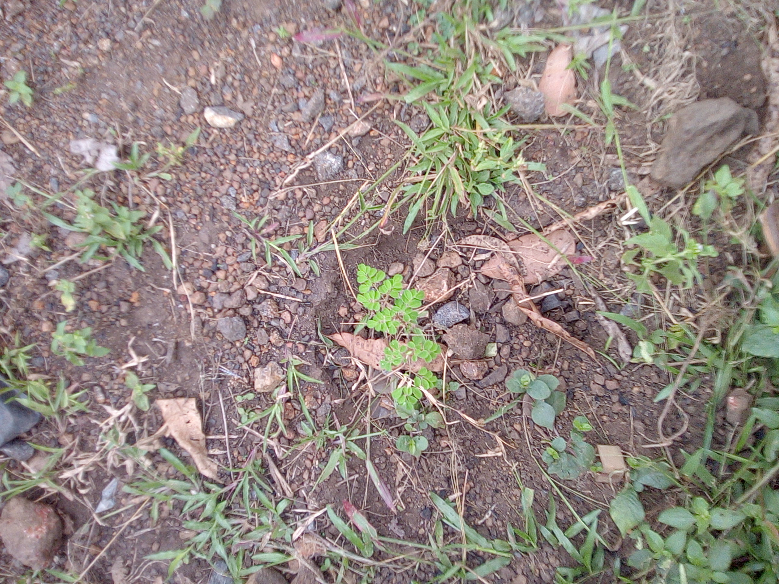 tree