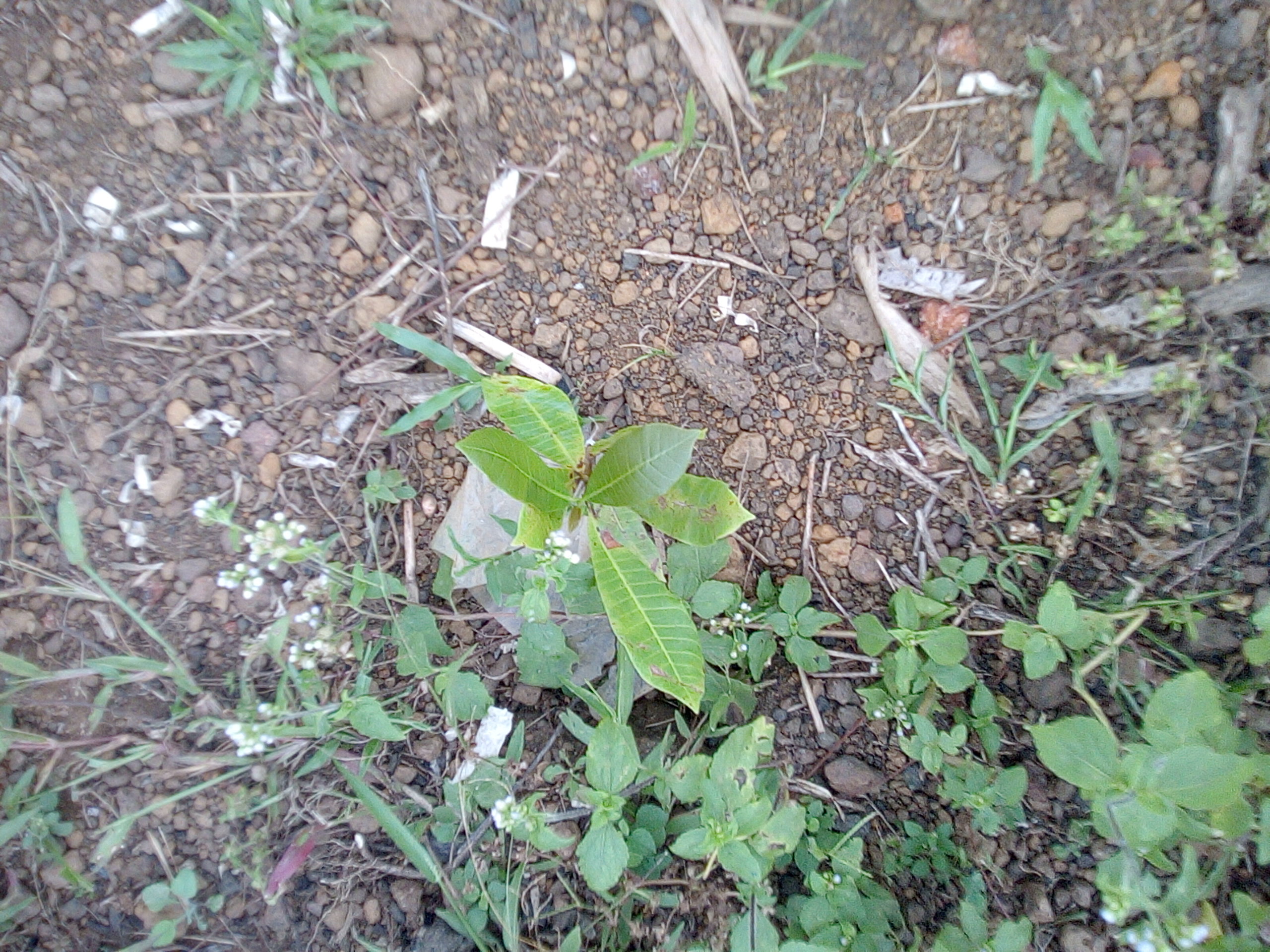 tree