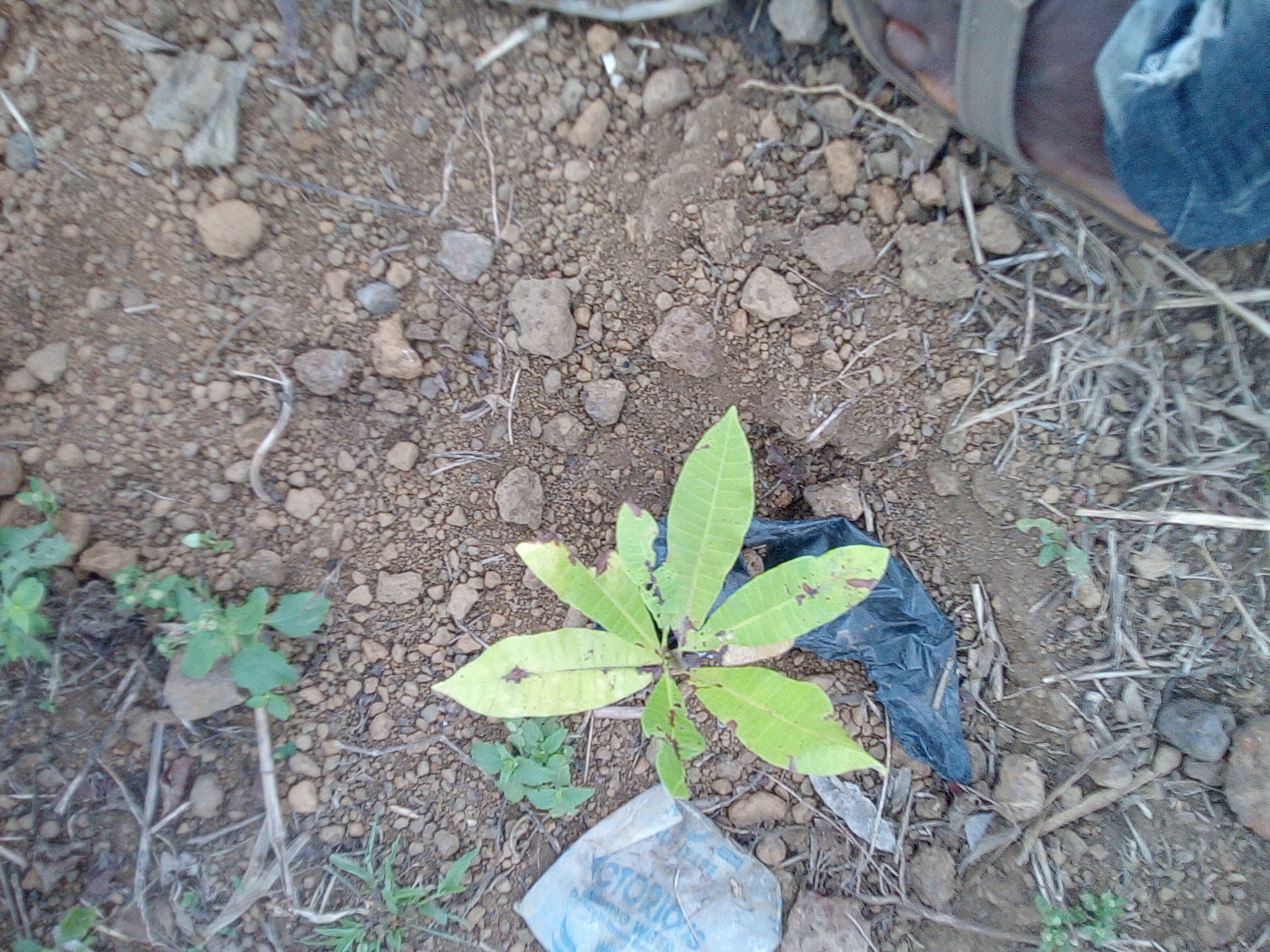 tree