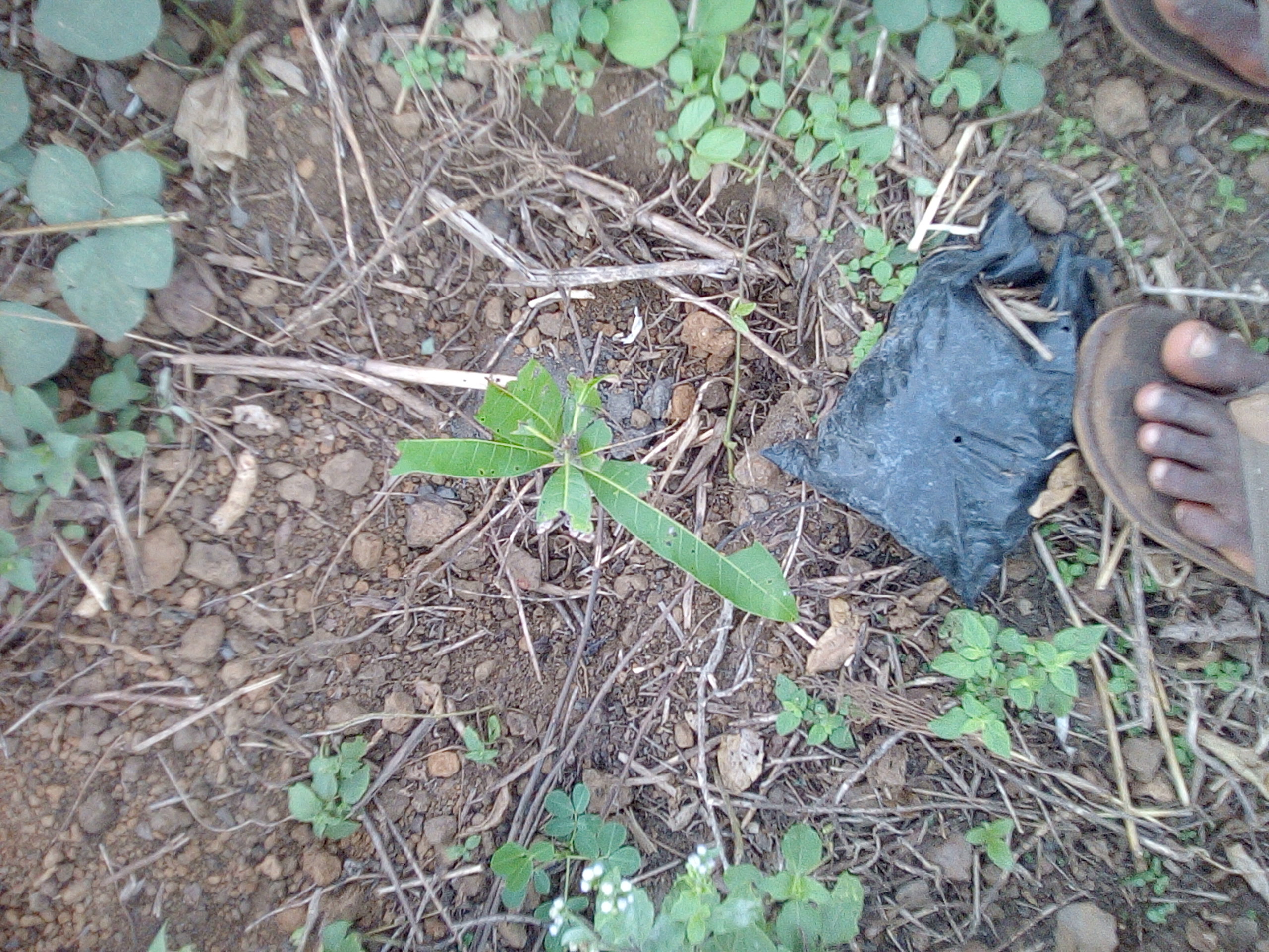 tree