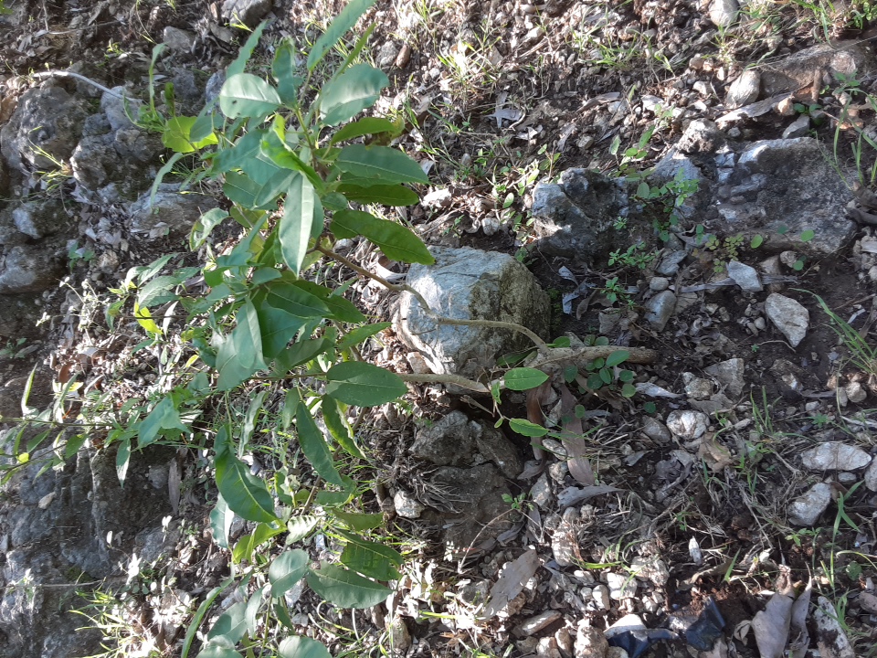 tree