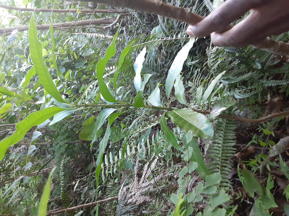 tree