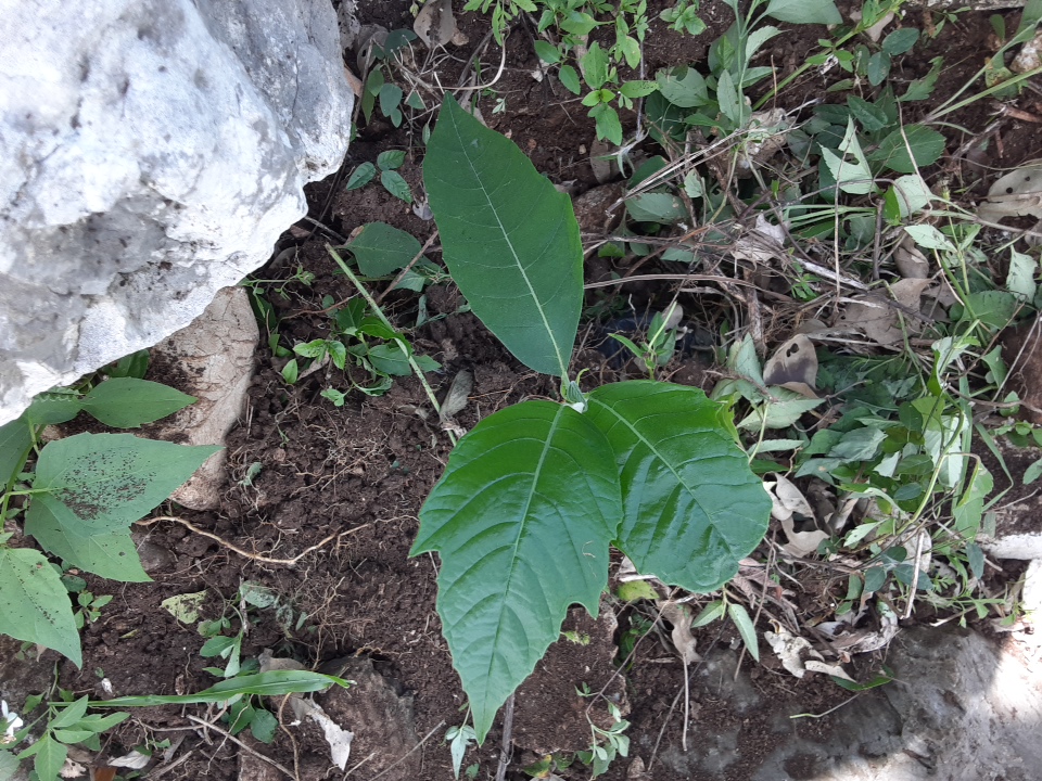 tree