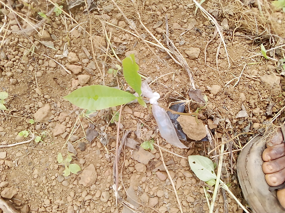 tree