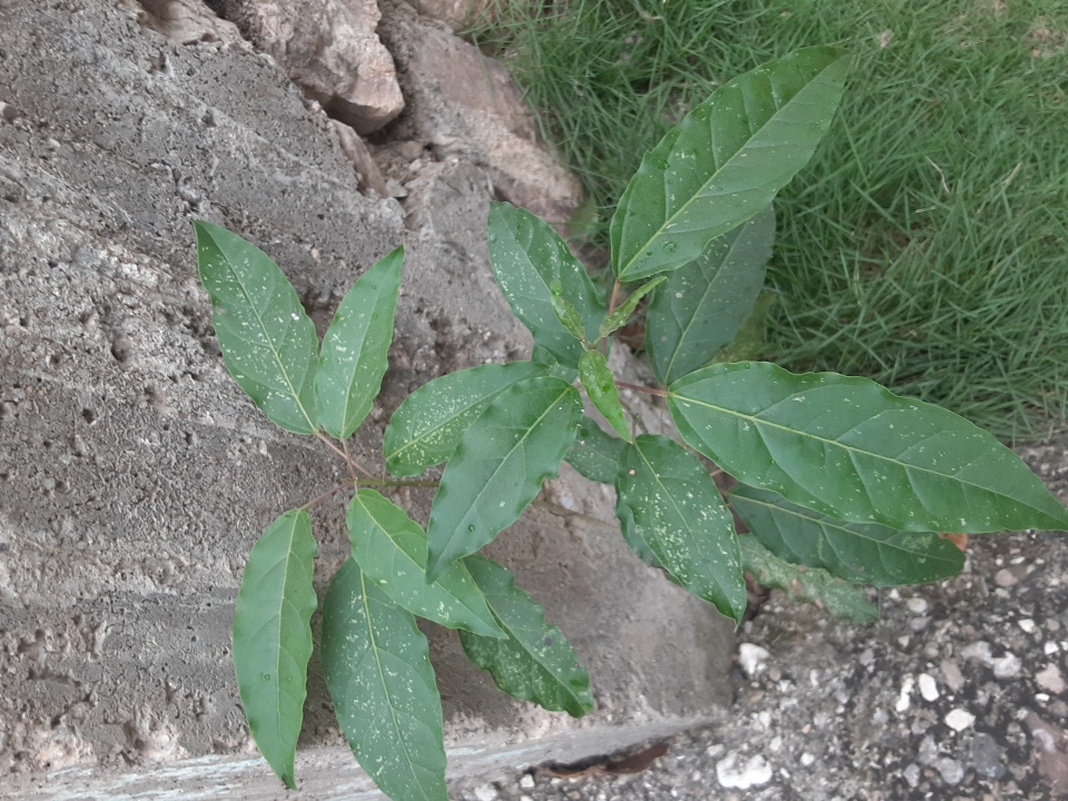 tree