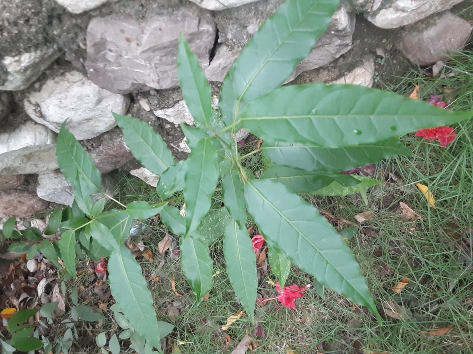 tree