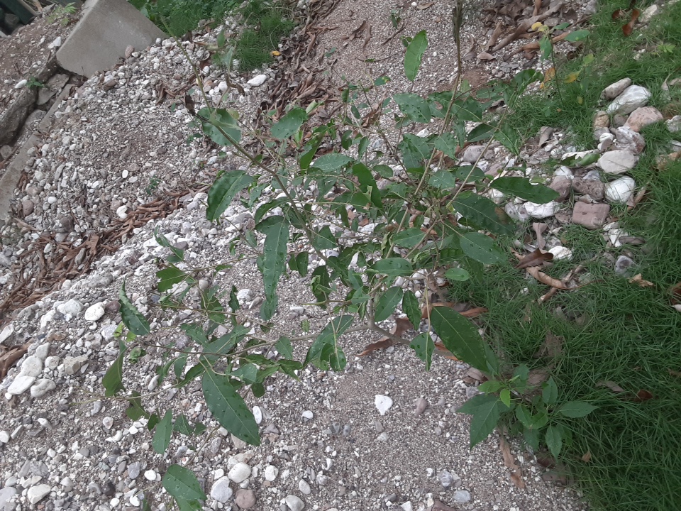 tree