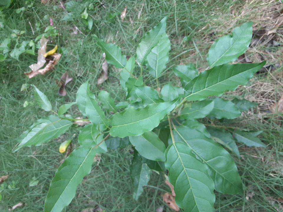 tree