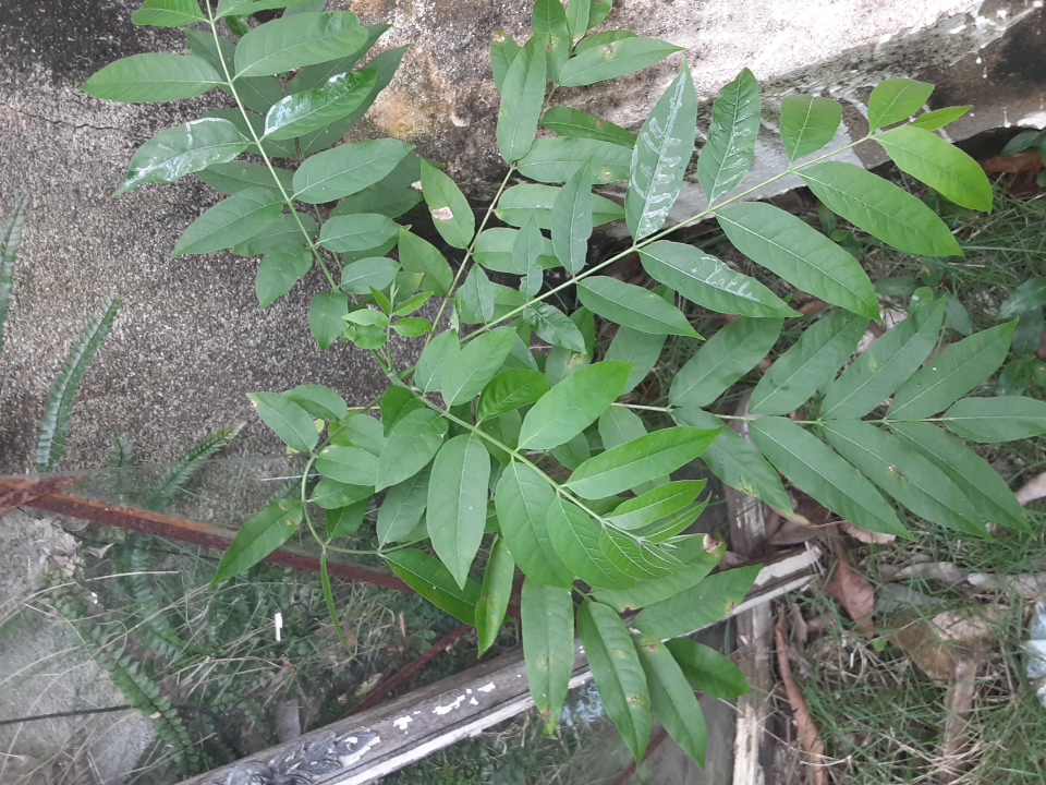 tree