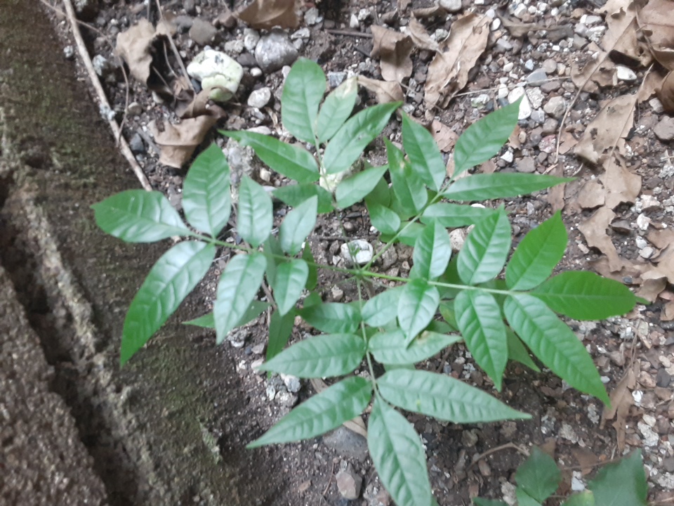 tree