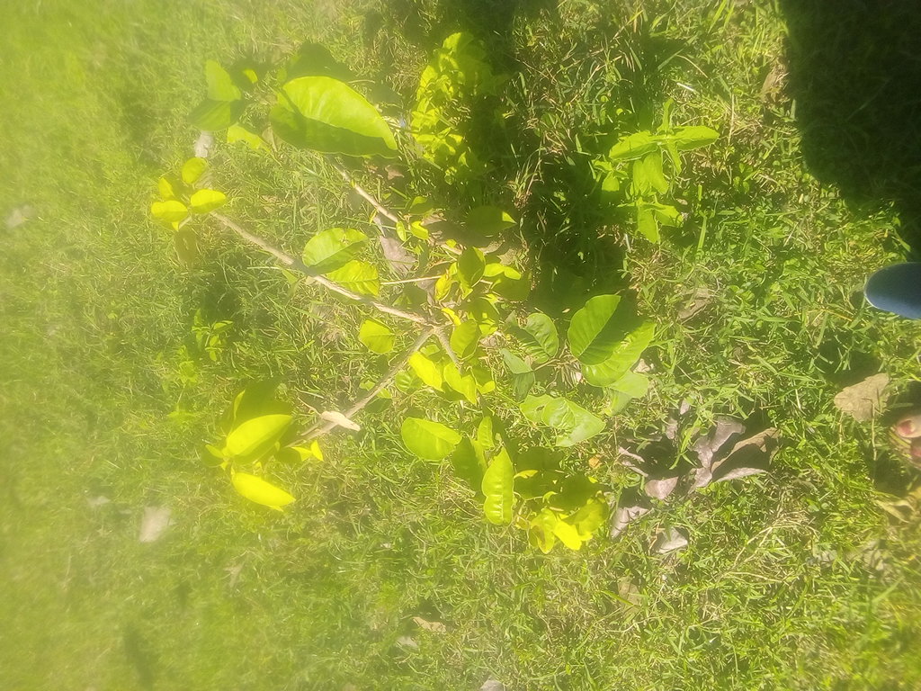tree