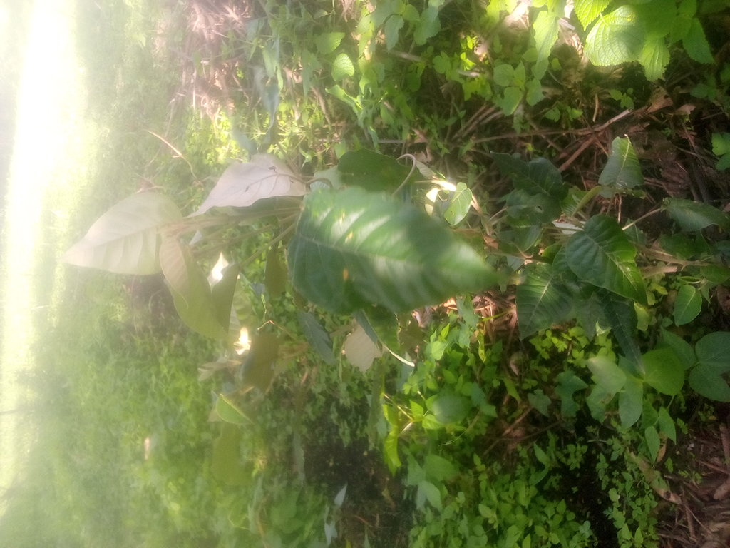 tree
