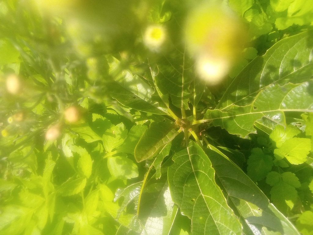 tree