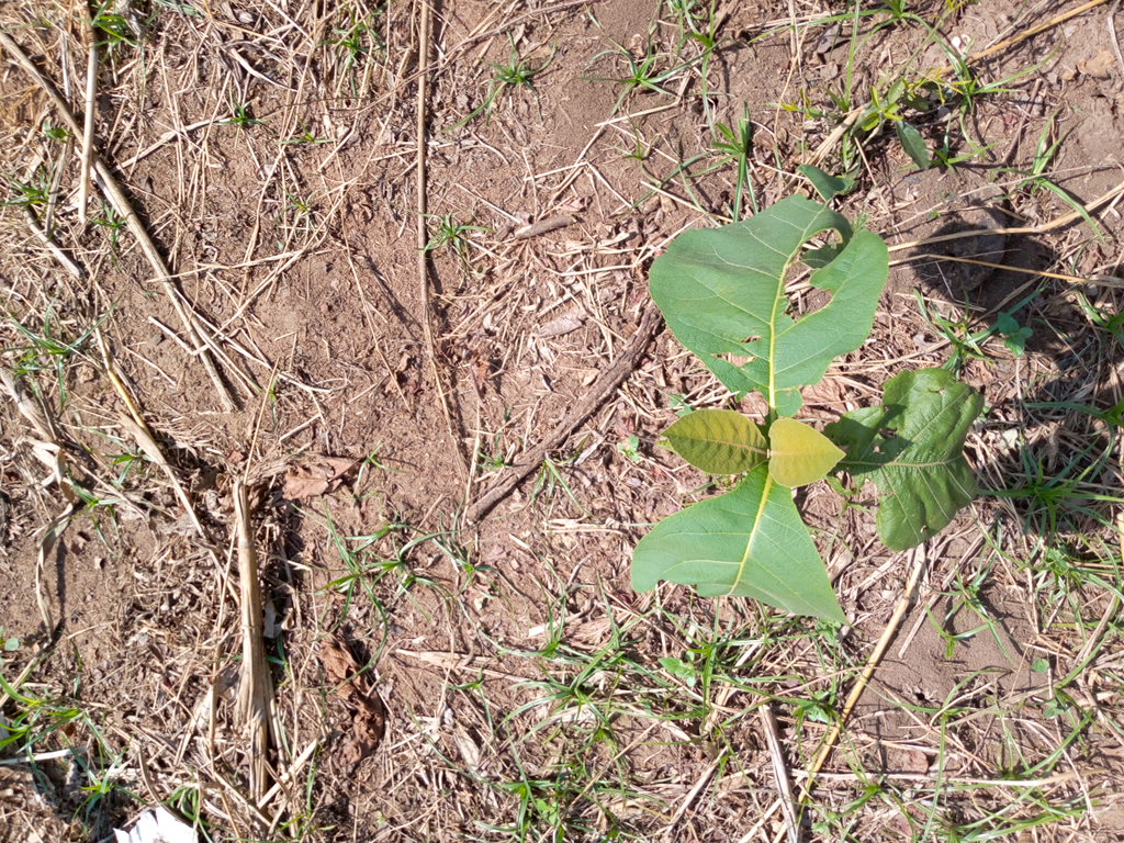 tree
