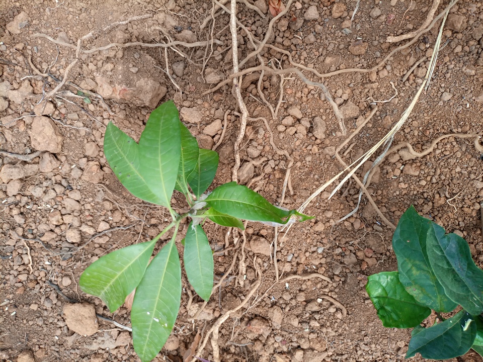 tree