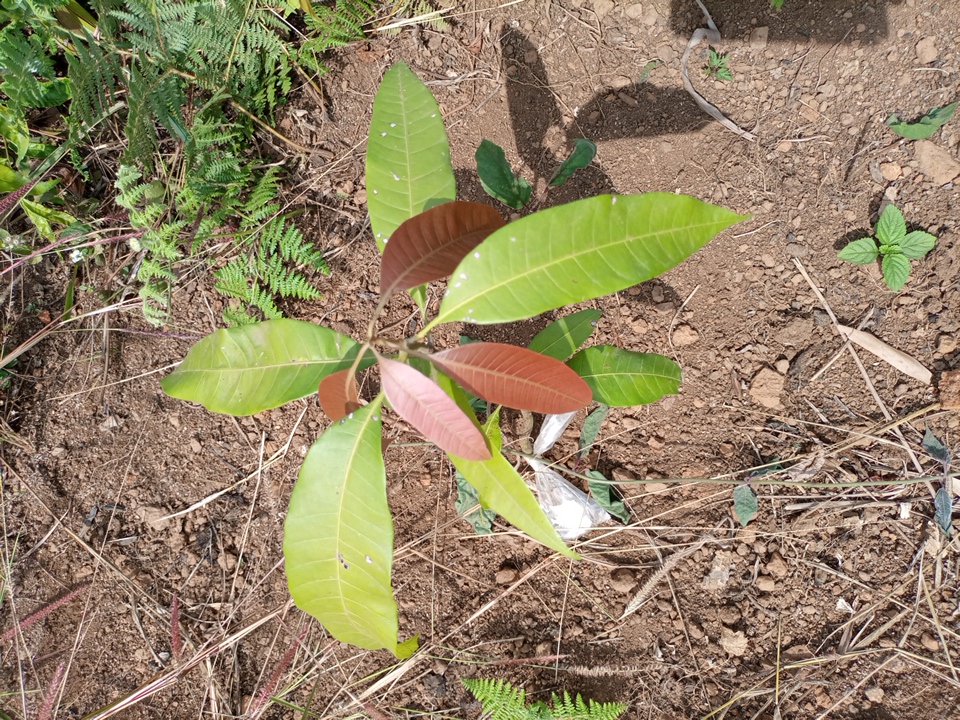 tree