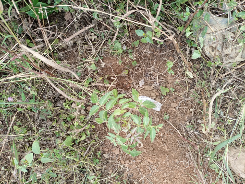 tree