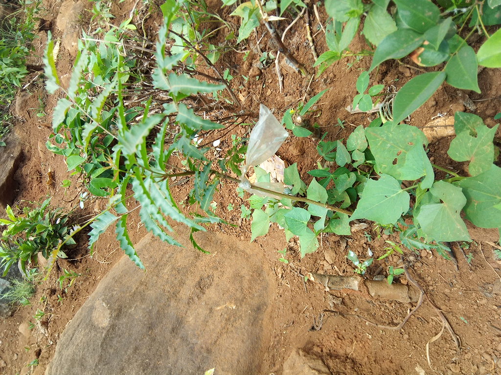 tree