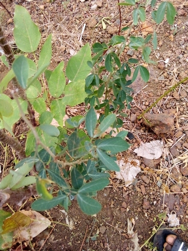 tree