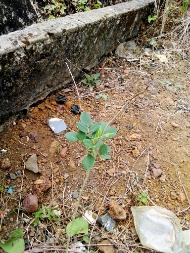 tree