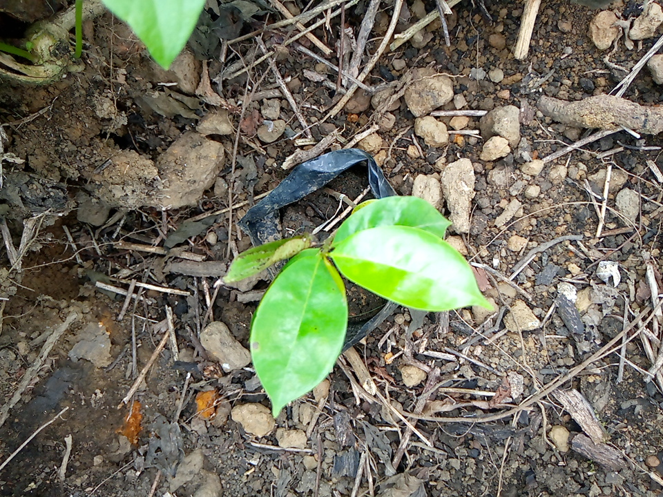 tree