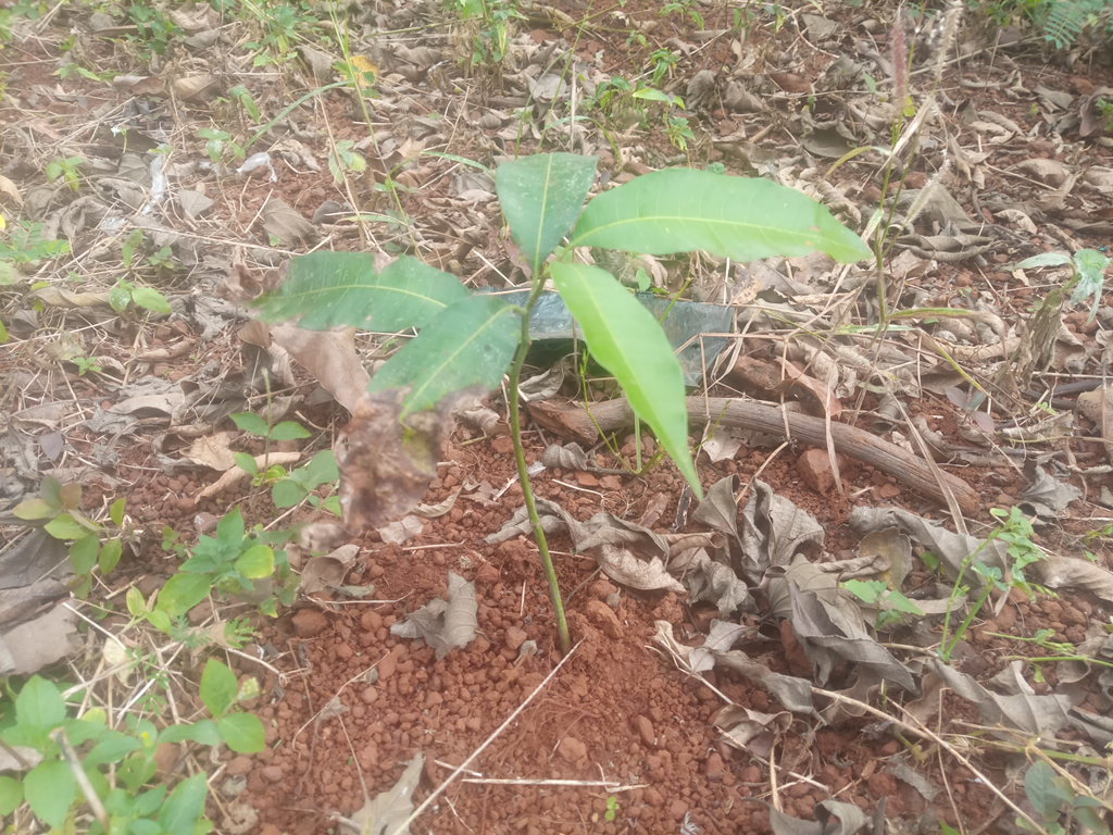 tree