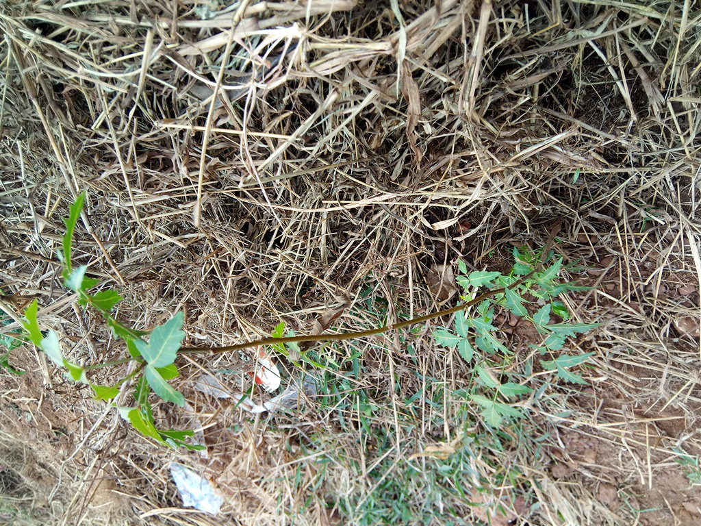 tree