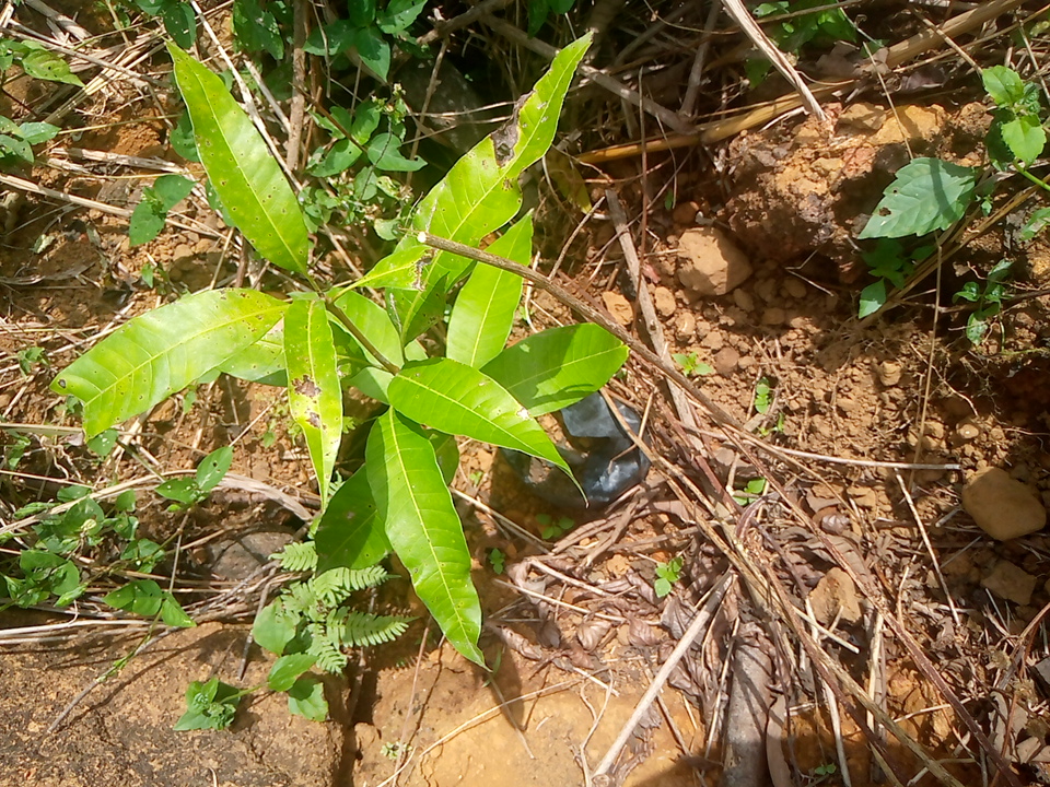 tree