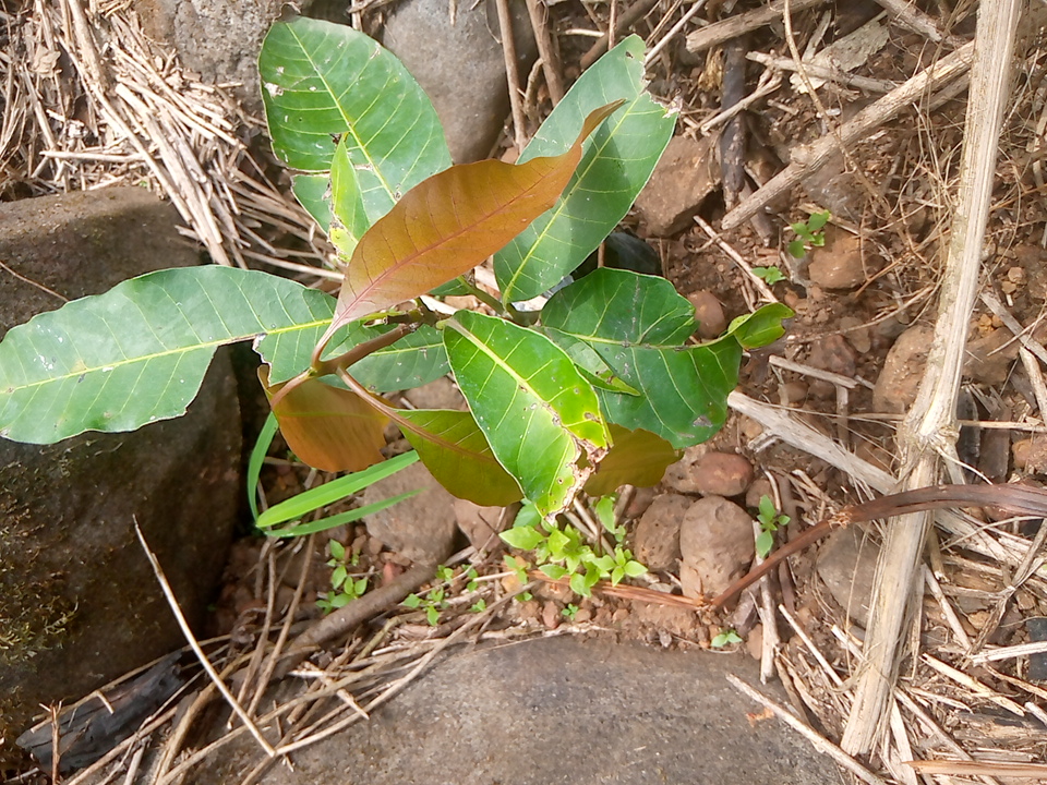 tree
