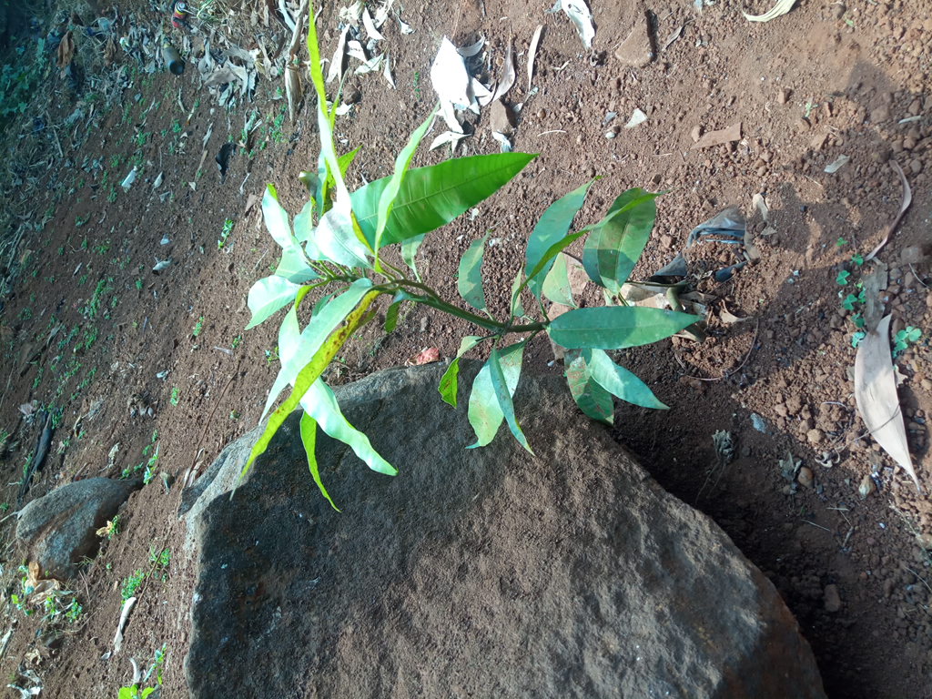 tree