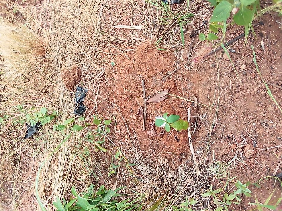 tree