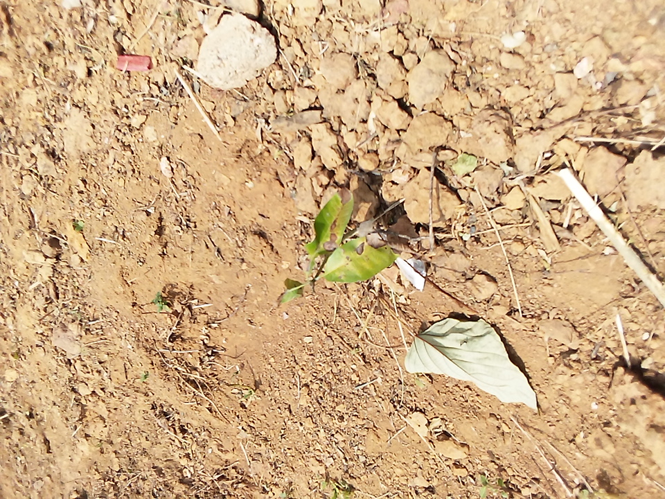 tree