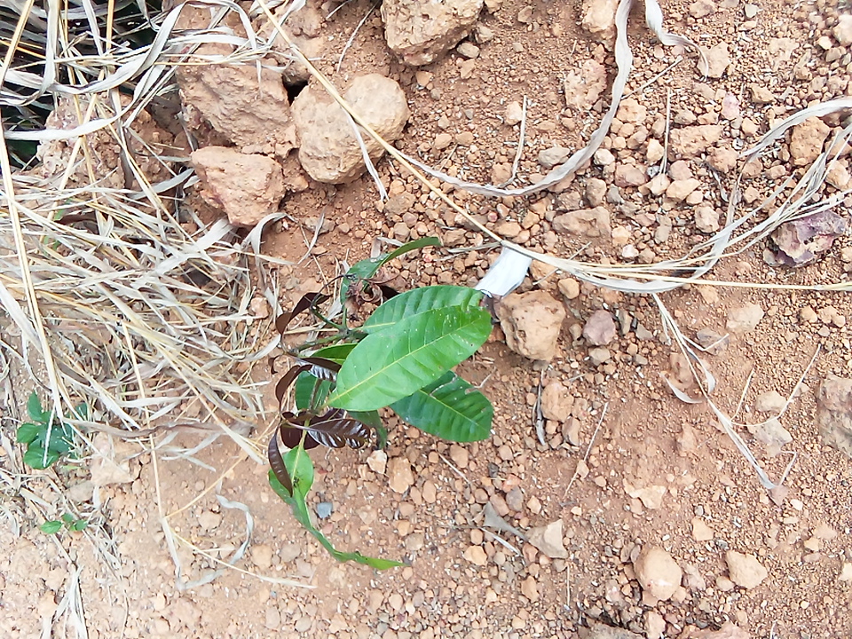 tree