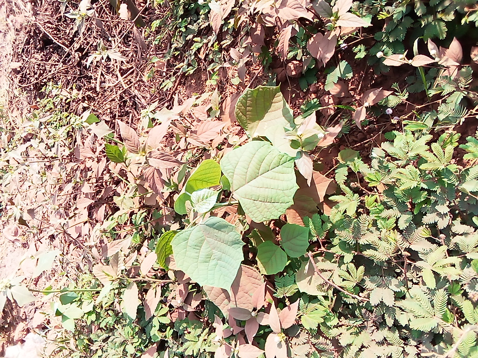 tree
