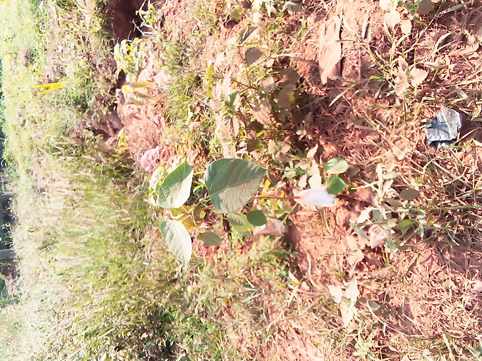 tree