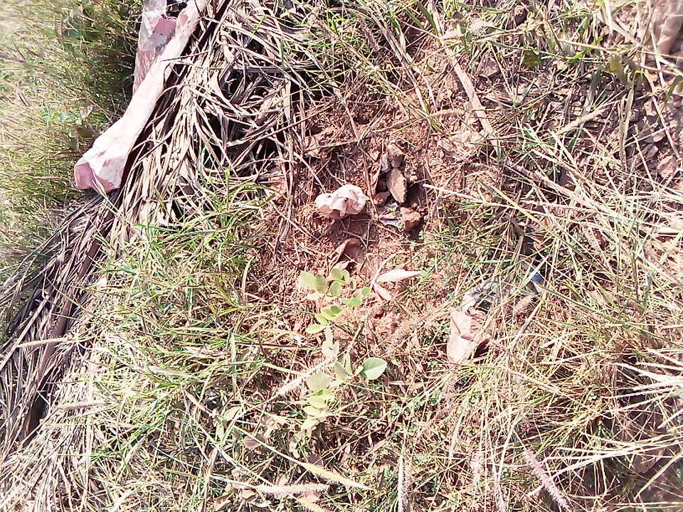 tree