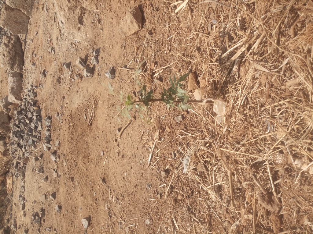tree
