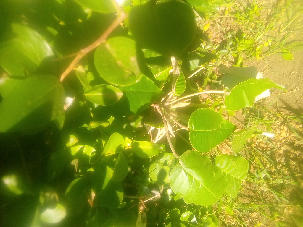 tree