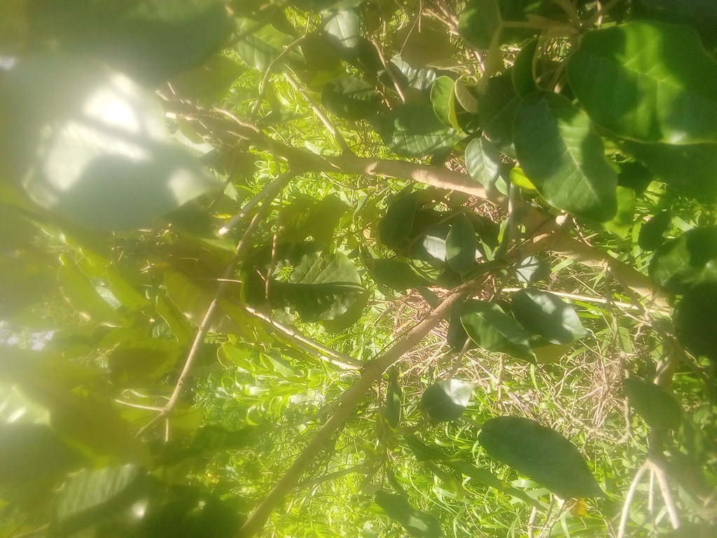 tree
