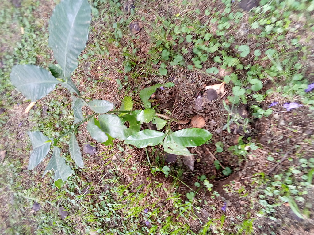 tree