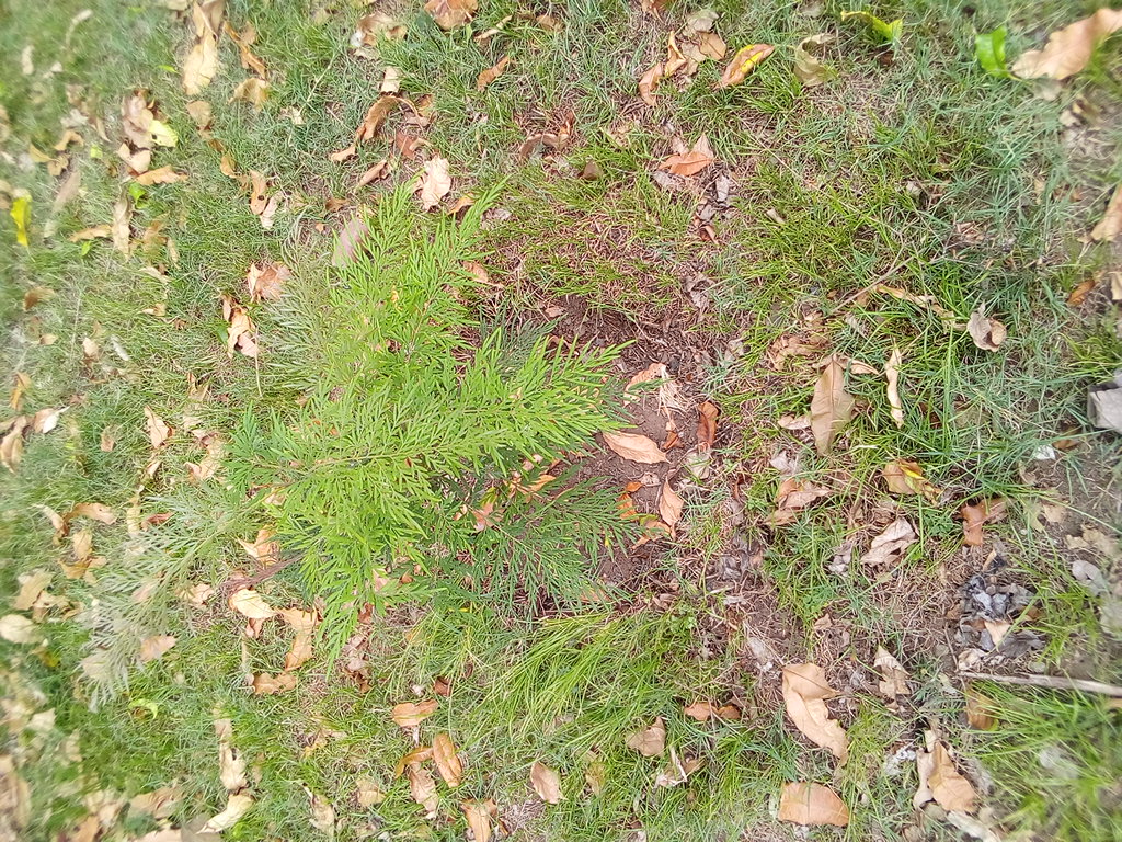 tree