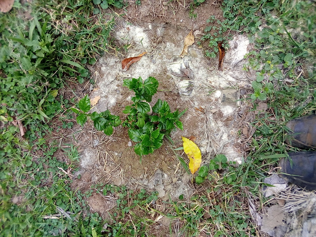 tree