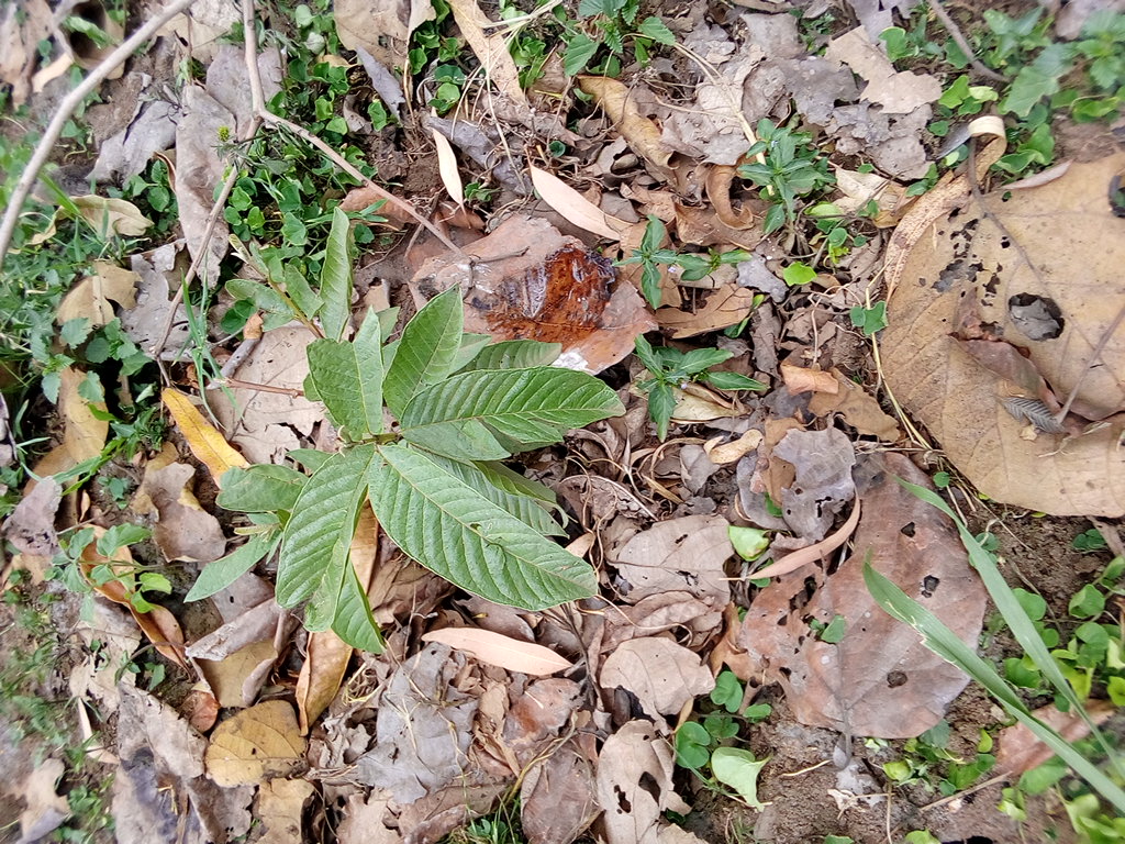 tree