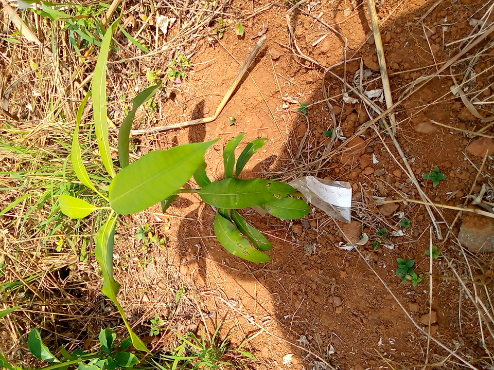 tree