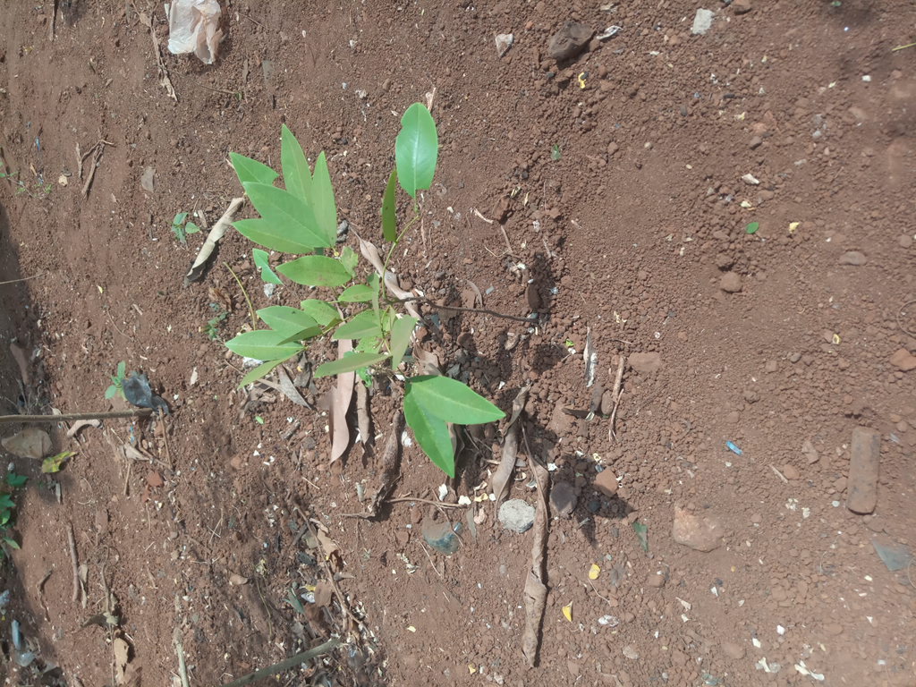 tree