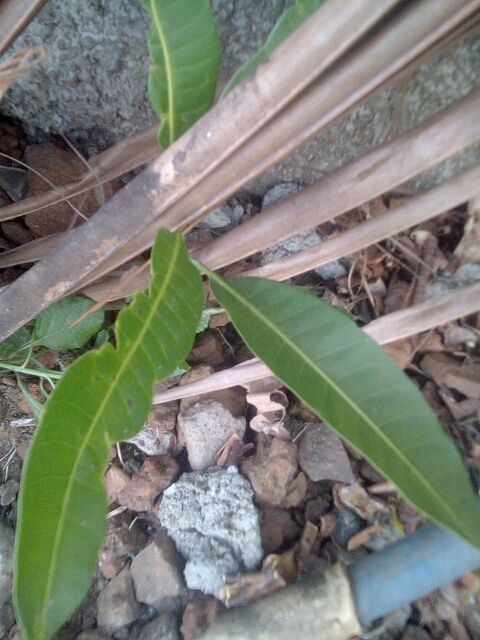 tree