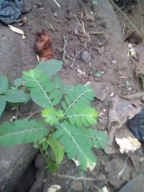 tree