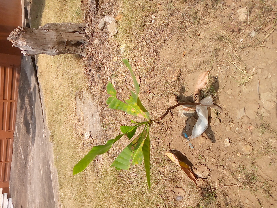 tree