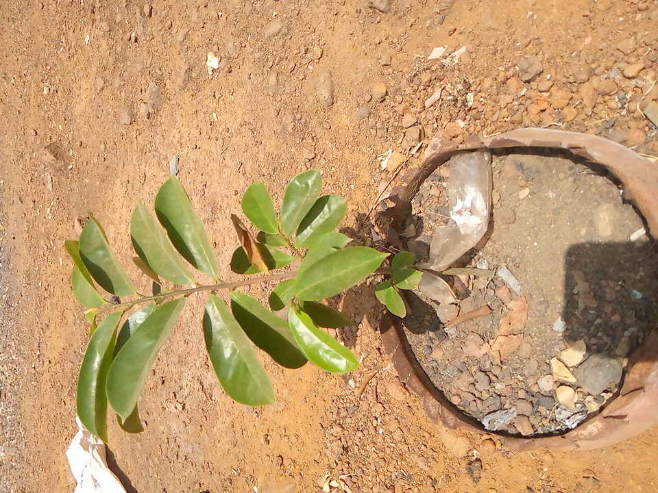 tree