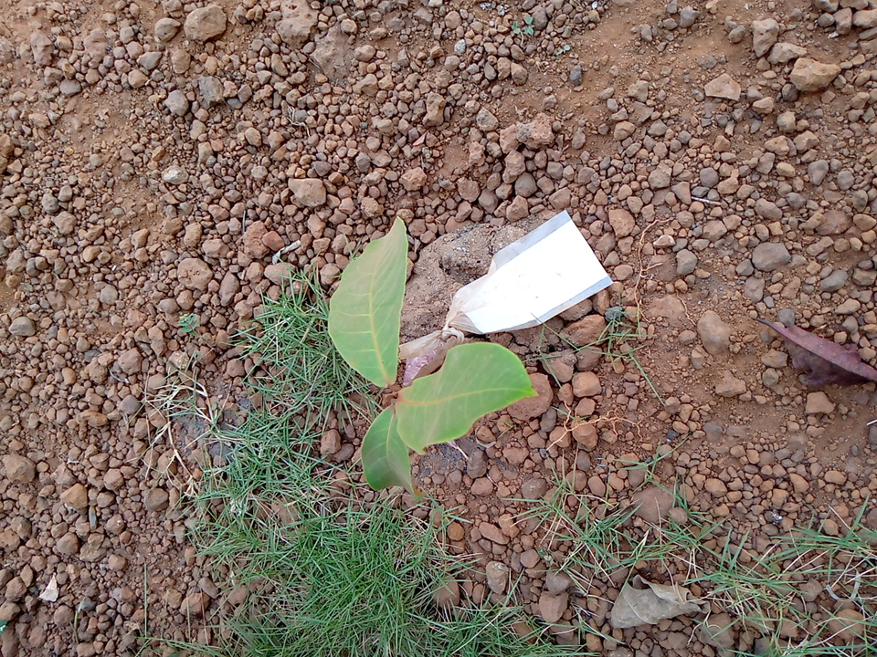 tree